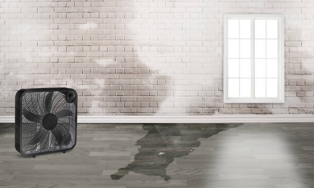 Best Carpet water damage restoration  in Bystrom, CA